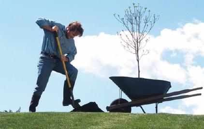 copaci_plantati